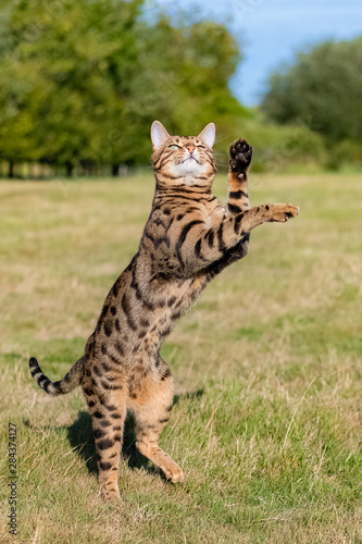 Bengal cat jumping in the garden  beautiful pet trying to catch something