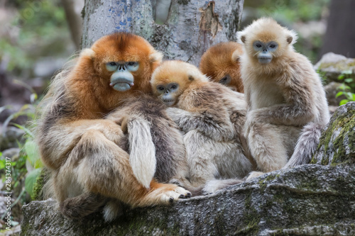 Asia, Shaanxi, Foping National Nature Reserve, golden snub-nosed monkey (Rhinopithecus roxellana), endangered. Adult male monkey with two juveniles and female.