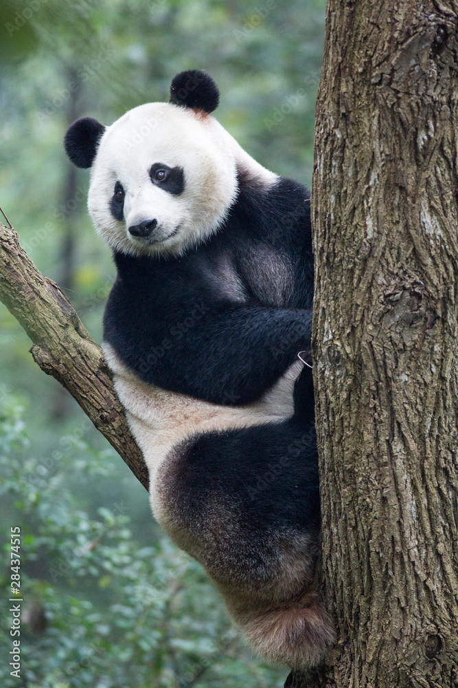 Obraz premium China, Sichuan Province, Chengdu, Giant Panda Bear (Ailuropoda melanoleuca) at Chengdu Research Base of Giant Panda Breeding
