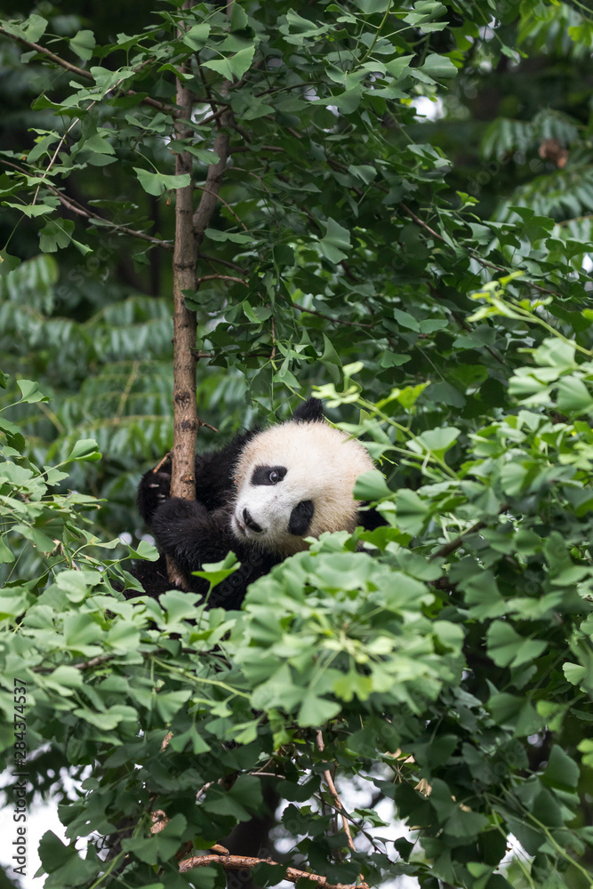 Fototapeta premium Asia, China, Sichuan Province, Chengdu, Chengdu Research Base of Giant Panda Breeding, giant panda (Ailuropoda melanoleuca), endangered. A young giant panda climbs into a tree to rest.
