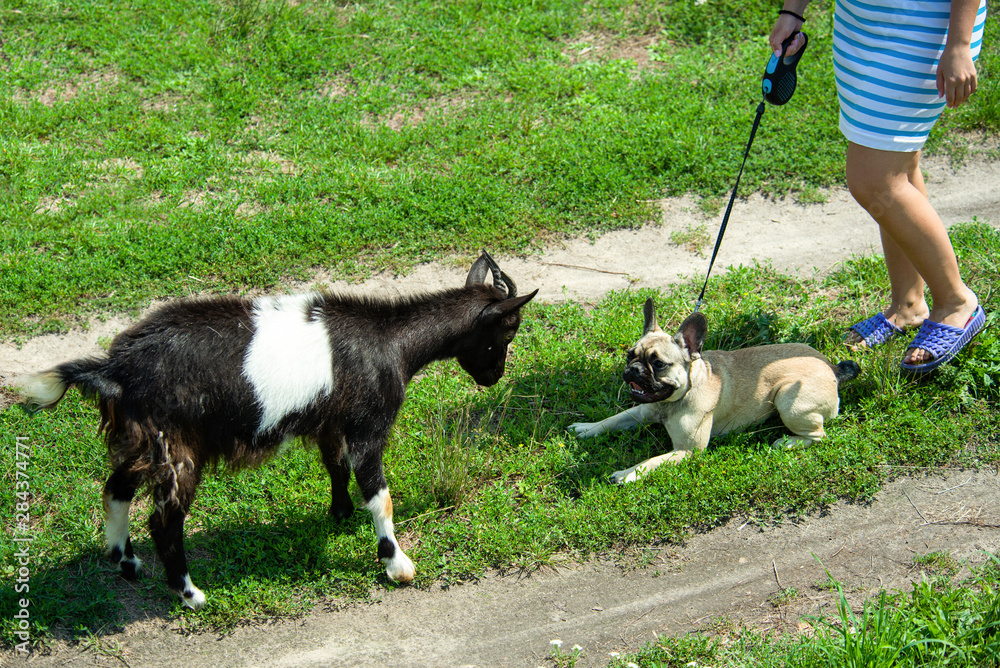 dog breed French Bulldog playing with a goat