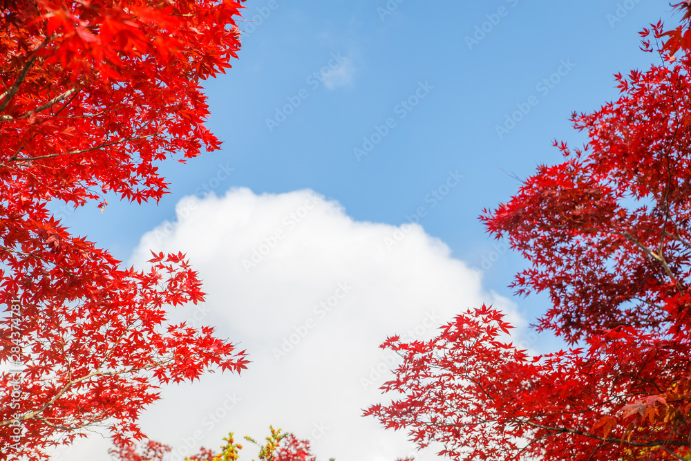 Red maple leaves in autumn season with blue sky blurred background, taken from Hokkaido Japan. Space for text. Red maple leaves in autumn season with blue sky blurred background, taken from Hokkaido Japan. Space for text.