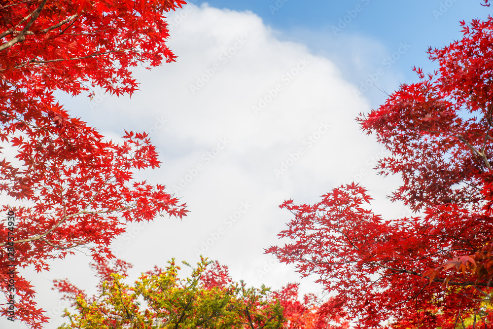 Red maple leaves in autumn season with blue sky blurred background, taken from Hokkaido Japan. Space for text. Red maple leaves in autumn season with blue sky blurred background, taken from Hokkaido Japan. Space for text.