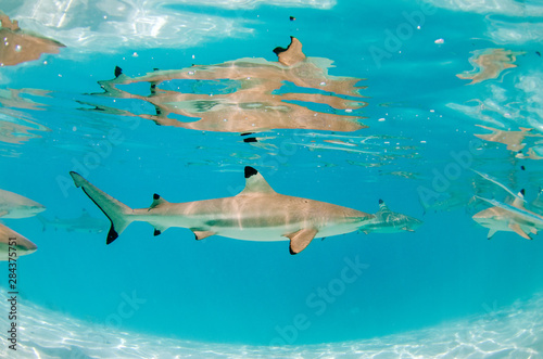 Black Tip Reef Shark Passing by inside Moorea lagoon in French Polynesia © ChristianHerzog