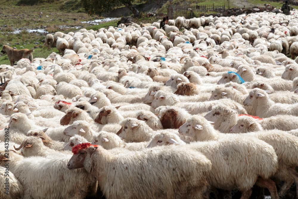 Fototapeta premium Georgia, Mtskheta, Juta. A herd of sheep crossing the road in Juta.