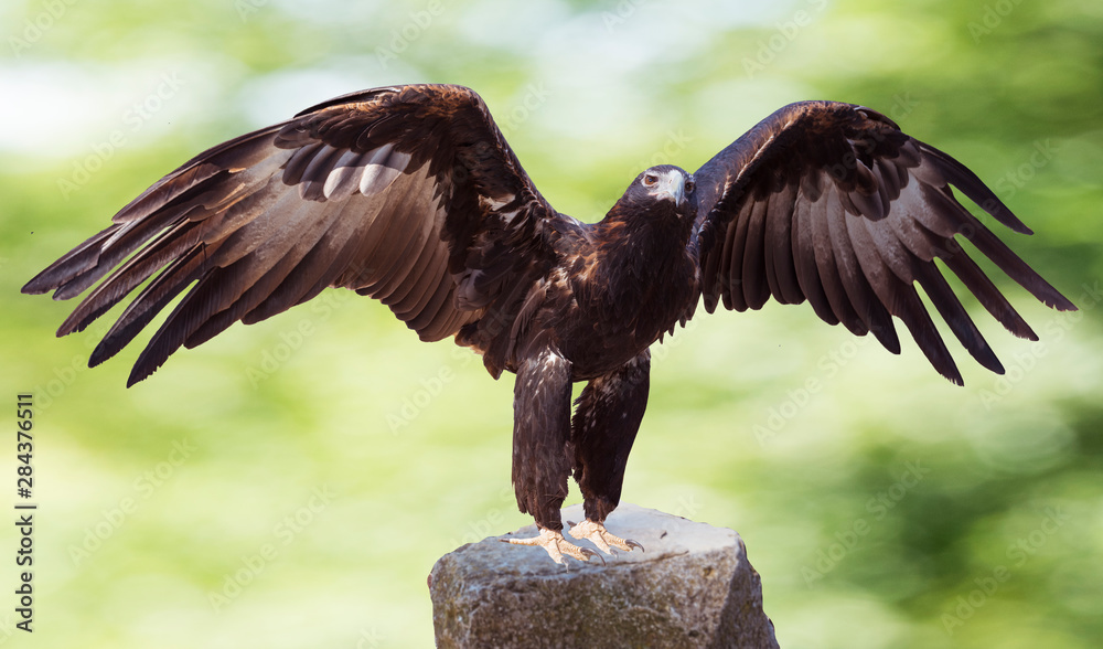 Majestic wedge-tailed eagle (Aquila audax) . The largest Australian