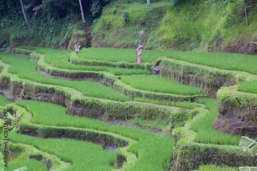 Indonesia, Bali. Terraced Subak Rice paddies of Bali Island, Indonesia adorned with scare crows statues.