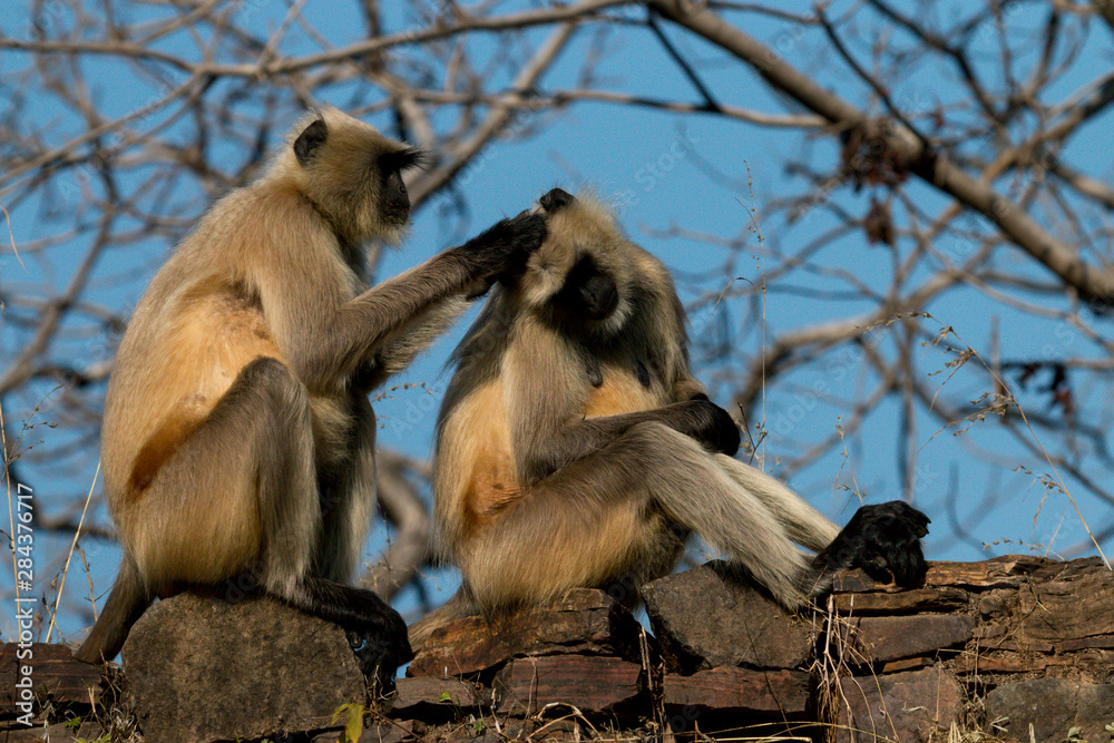 Monkeys. Ranthambore National Park, Sawai Madhopur. Rajasthan. India.