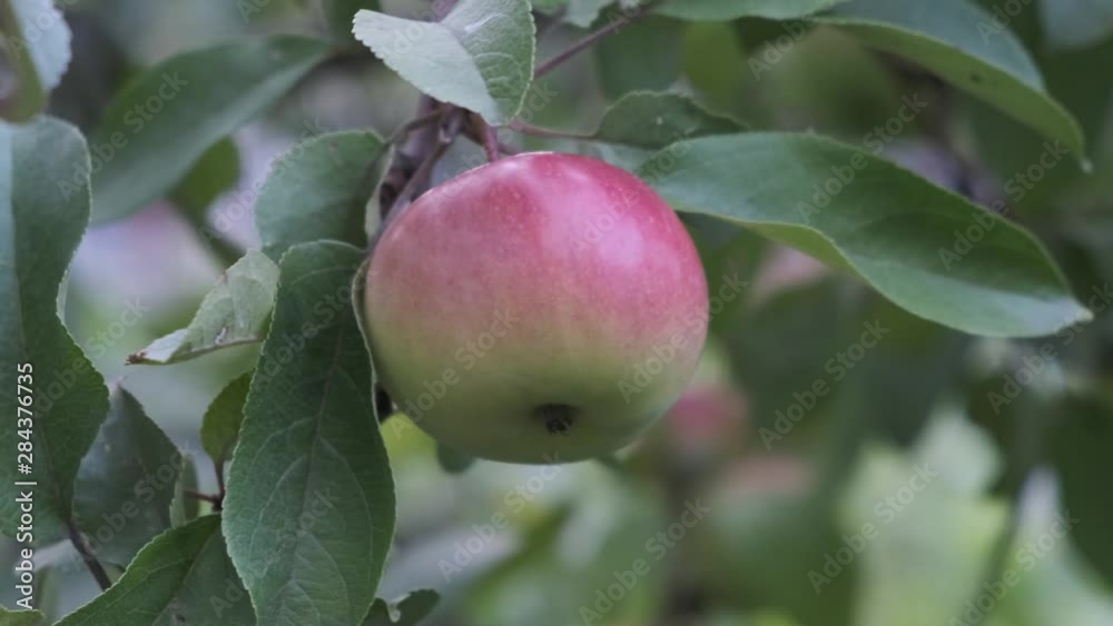 Red apple and green leaves on tree in garden. Red apple and green leaves on tree in garden.