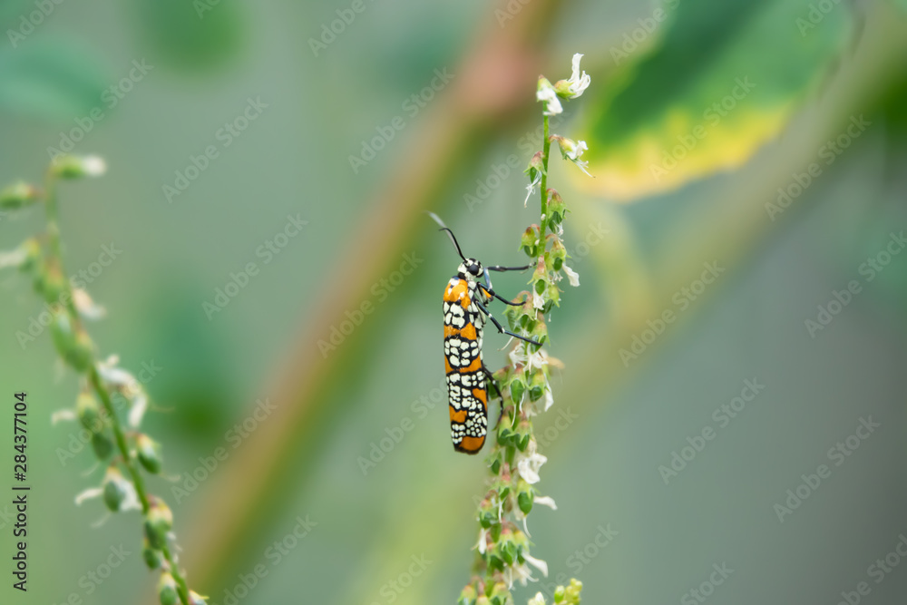 Ailanthus Webworm Moth on White Sweet Clover in Summer