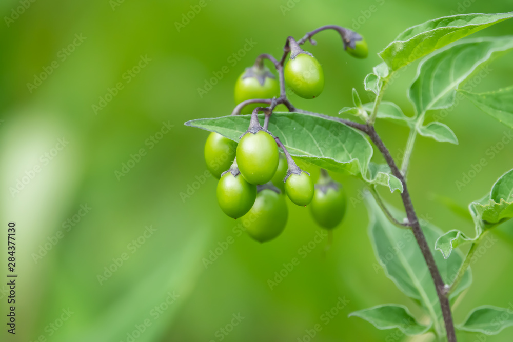 Bittersweet Nightshade Fruits in Summer