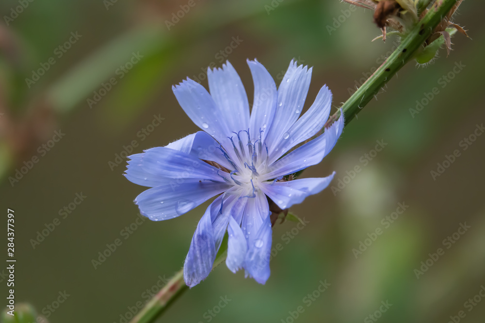 Fototapeta premium Rain on Chicory Flower in Summer