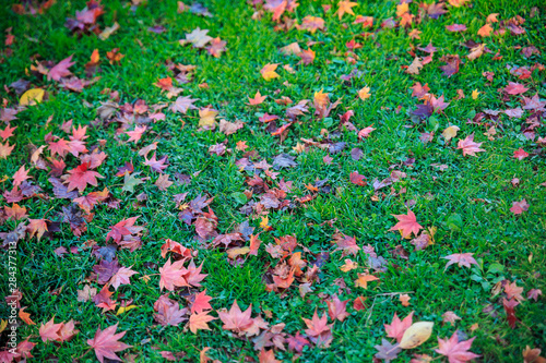 Beautiful landscape with maple leaves and green grass. Colorful foliage in the park. Falling autumn maple leaves natural background.