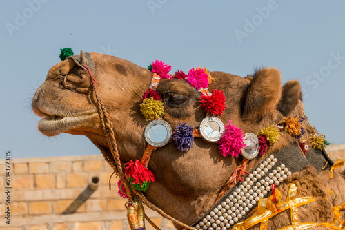 Military on decorated camels. Festival parade. Desert festival. Jaisalmer. Rajasthan. India.