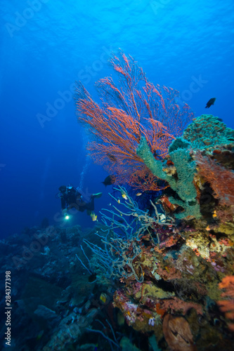 Fototapeta Naklejka Na Ścianę i Meble -  Scuba divers at Tukang Besi Marine Preserve, pristine reefs near Wakatobi Diver Resort, South Sulaweso, Indonesia, S.E. Asia (MR)