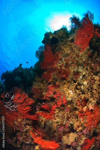 Gorgonian Sea fans, Pristine Scuba Diving at Tukang Besi/Wakatobi Archilpelago Marine Preserve, South Sulawesi, Indonesia, S.E. Asia