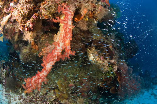 Fototapeta Naklejka Na Ścianę i Meble -  Scuba Diving at Tukang Besi/Wakatobi Archipelago Marine Preserve, South Sulawesi, Indonesia, S.E. Asia 