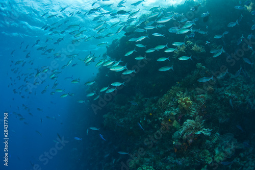 schooling fish, Scuba Diving at Tukang Besi/Wakatobi Archipelago Marine Preserve, South Sulawesi, Indonesia, S.E. Asia © Stuart Westmorland/Danita Delimont