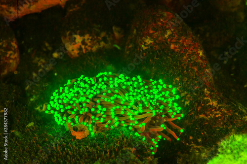 Natural occurring fluorescence in underwater hard coral (Heliofungia sp.). Night dive at Kalabahi Bay, Alor Island, Indonesia