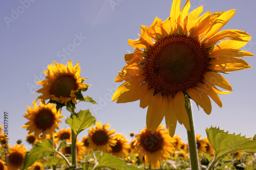 Flor de Girasol entre varias