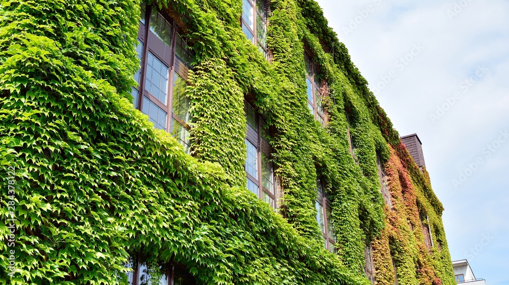 Building with climber plants, ivy growing on the wall. Ecology and green living in city, urban environment concept. Building with climber plants, ivy growing on the wall. Ecology and green living in city, urban environment concept.