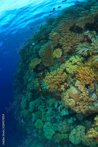 Scuba Diving at Tukang Besi/Wakatobi Archipelago Marine Preserve, South Sulawesi, Indonesia, S.E. Asia