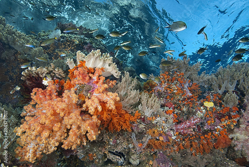 Indonesia, Papua, Raja Ampat. Underwater scenic of fish and coral. Credit as: Jones & Shimlock / Jaynes Gallery / DanitaDelimont.com