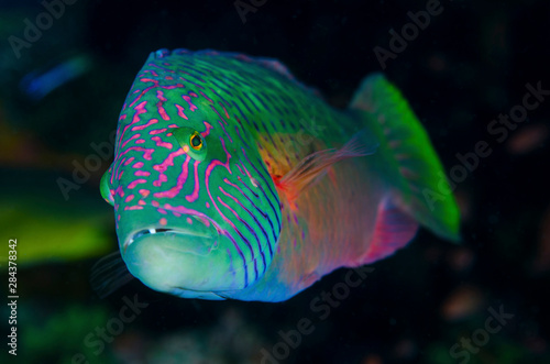 Indonesia, Komodo National Park. Close-up of colorful wrasse fish. Credit as: Jones & Shimlock / Jaynes Gallery / DanitaDelimont.com