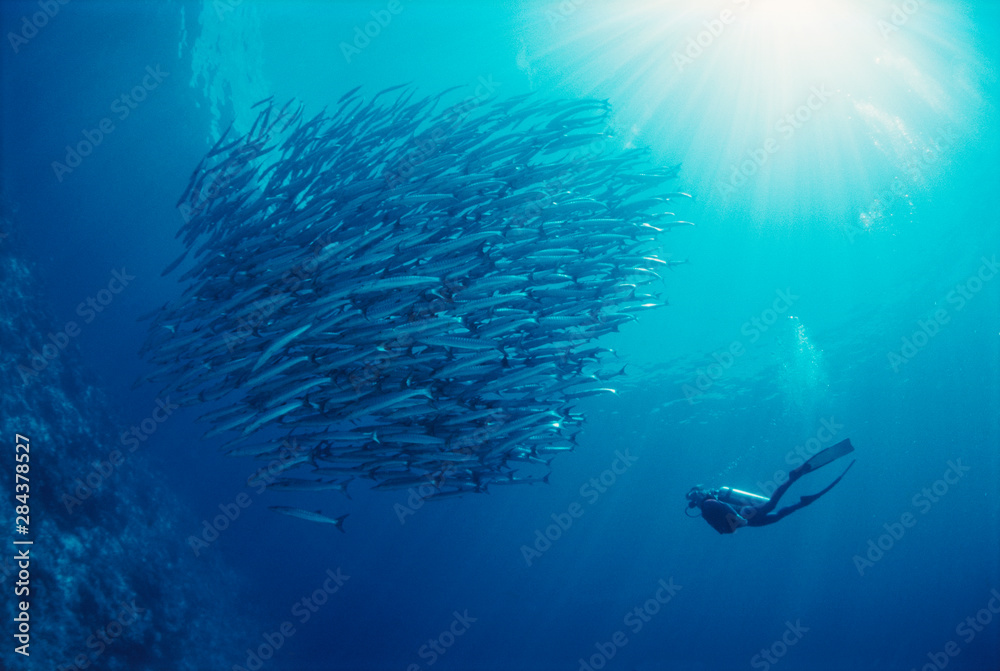 Fototapeta premium Indonesia, Scuba diving in sea