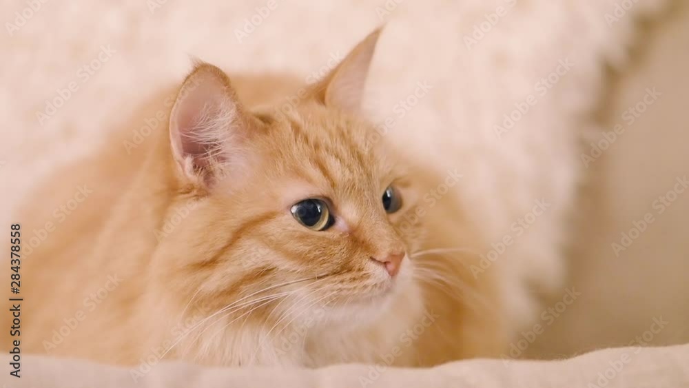 Cute ginger cat dozing on beige chair. Close up slow motion footage of fluffy pet. Cute ginger cat dozing on beige chair. Close up slow motion footage of fluffy pet.