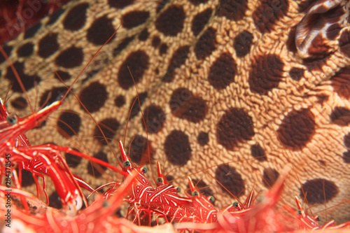 Hingebeak Cleaner Shrimp with Moray Eel in background, cleaning station, Tulamben, North Bali, Indonesia photo