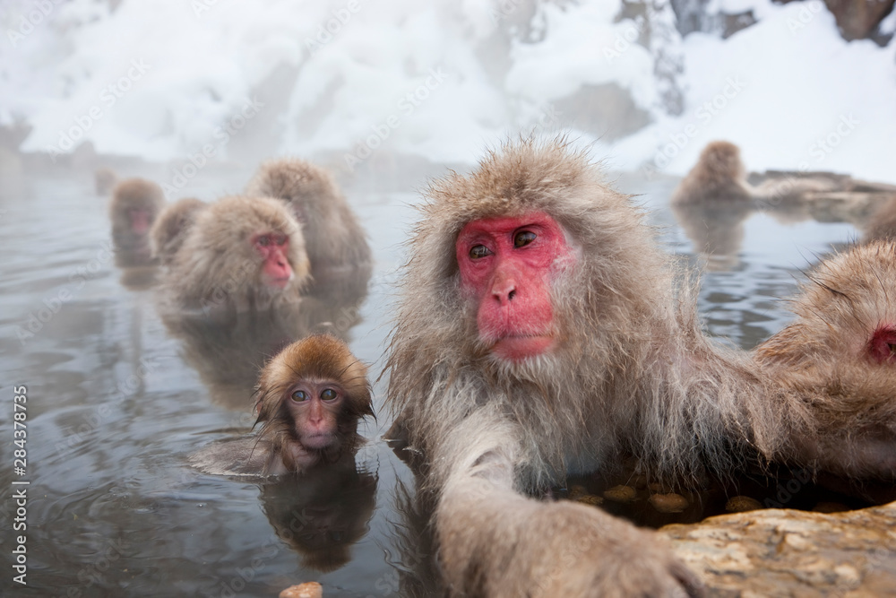 Fototapeta premium Japanese macaque (Macaca fuscata), Snow monkey, Joshin-etsu National Park, Honshu, Japan