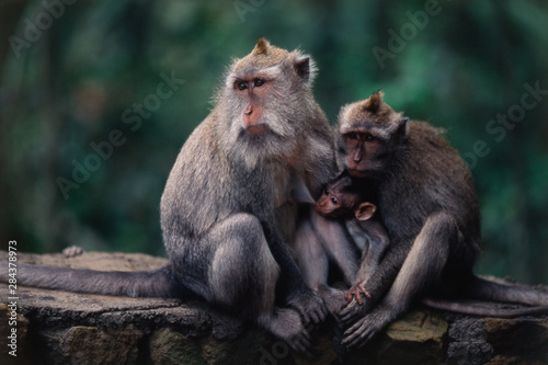 Indonesia, Bali, Ubud, Long-tailed Macaque resting in monkey forest sanctuary © Paul Souders/Danita Delimont