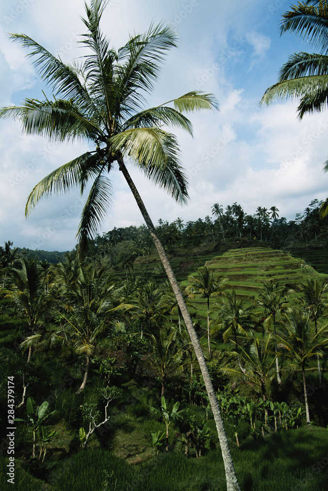 Indonesia, Bali, Ubud, Lush green rice terraces and palm trees Indonesia, Bali, Ubud, Lush green rice terraces and palm trees
