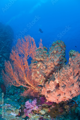 Scuba divers at Tukang Besi Marine Preserve, pristine reefs near Wakatobi Diver Resort, South Sulaweso, Indonesia, S.E. Asia