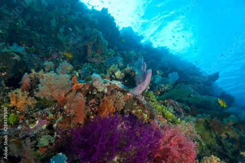 Pristine Scuba Diving at Tukang Besi/Wakatobi Archilpelago Marine Preserve, South Sulawesi, Indonesia, S.E. Asia