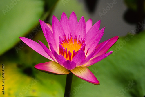 Canvas Print Single magenta water lily at the Orchid Garden at Lake Gardens Park in Kuala Lum