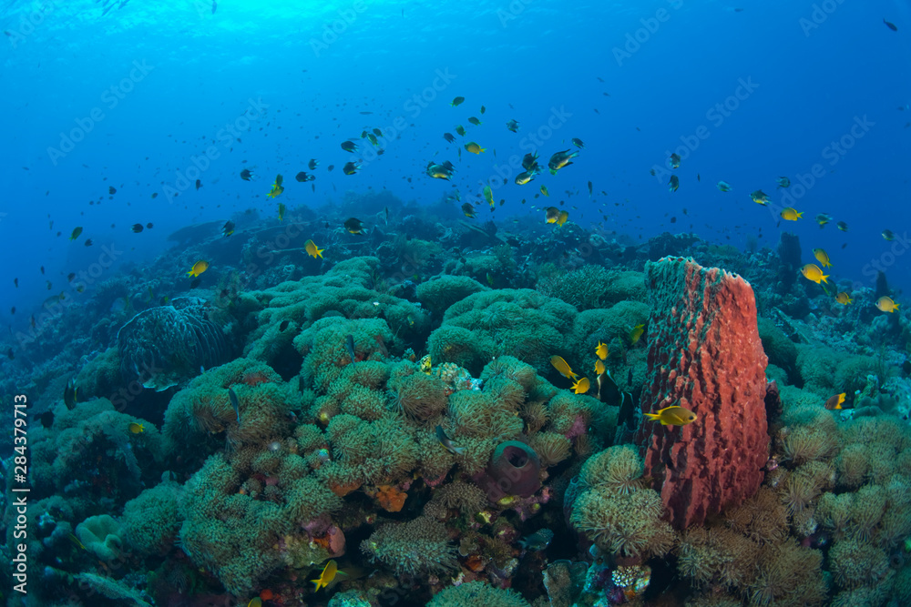 Obraz premium Pristine Scuba Diving at Tukang Besi/Wakatobi Archilpelago Marine Preserve, South Sulawesi, Indonesia, S.E. Asia