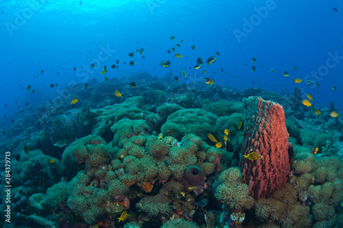 Pristine Scuba Diving at Tukang Besi Wakatobi Archilpelago Marine Preserve  South Sulawesi  Indonesia  S.E. Asia