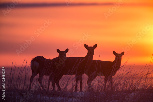Japan  Hokkaido. Sita deer silhouetted at sunset. Credit as  Jim Zuckerman   Jaynes Gallery   DanitaDelimont. com