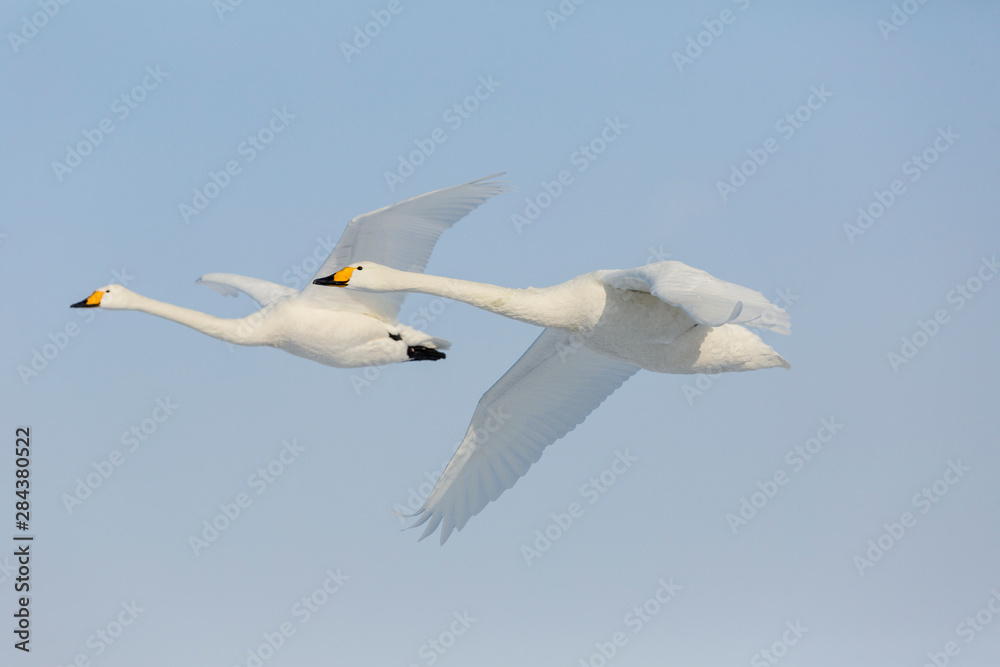 Whooper swans on frozen Lake Kussharo, Hokkaido.