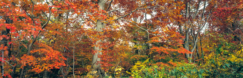 Japan, Honshu, Tohoku Region, Towada-Hachimantai NP. Vibrant fall color fills the maple forest on the Hachimantai Plateau in northern Honshu, Japan. Japan, Honshu, Tohoku Region, Towada-Hachimantai NP. Vibrant fall color fills the maple forest on the Hachimantai Plateau in northern Honshu, Japan.