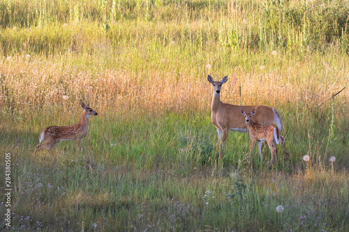 Deer in the countryside. Mother deer and her fawns. Baby deer in the fields