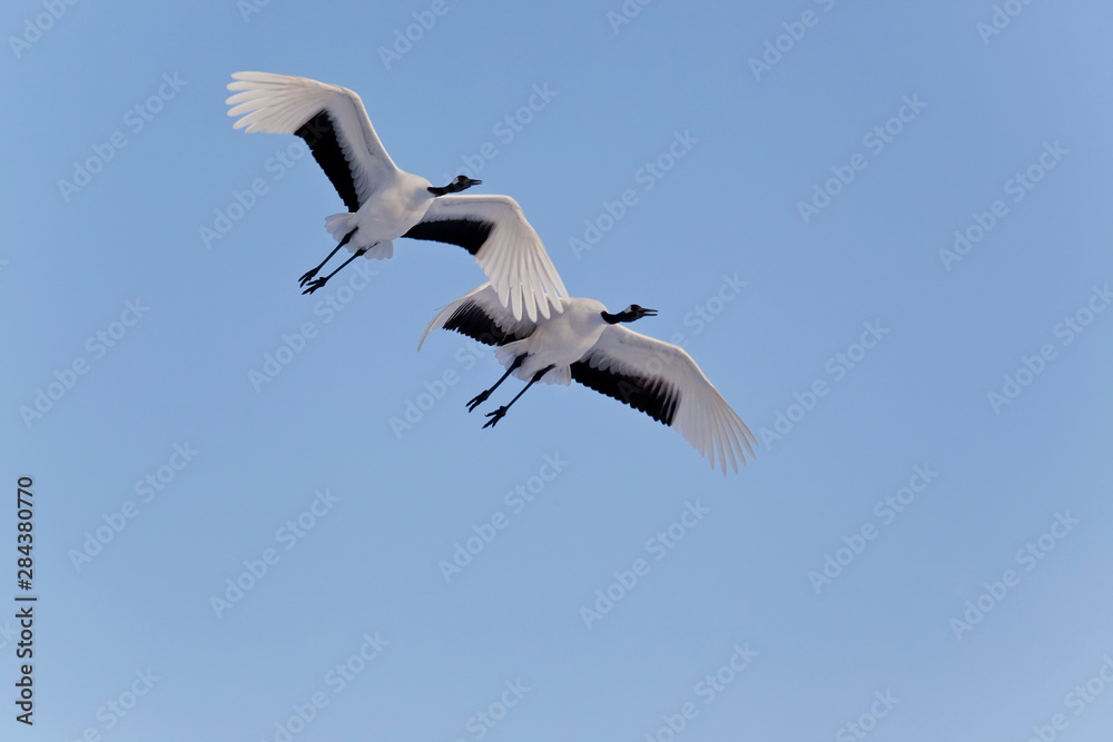 Red crowned cranes in flight Hokkaido Japan Red crowned cranes in flight Hokkaido Japan