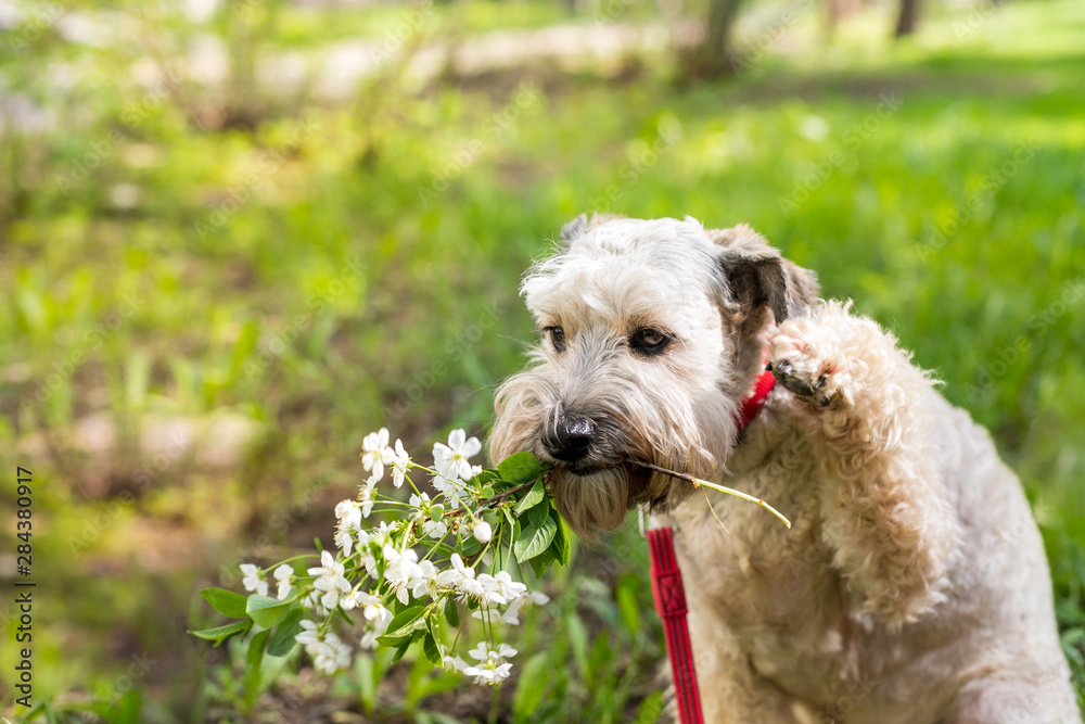 waiting sad Beige dog with branch of flowers , dog sits in grass with copy space waiting sad Beige dog with branch of flowers , dog sits in grass with copy space