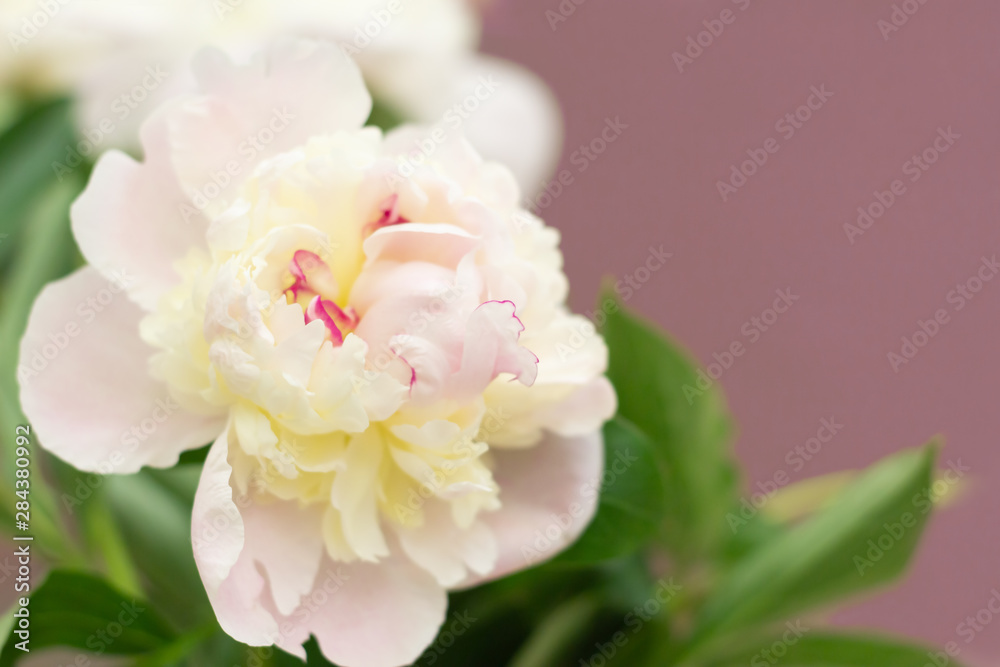 Smooth white peony flowers with red veins and green leaves on a pastel pink background. Smooth white peony flowers with red veins and green leaves on a pastel pink background.