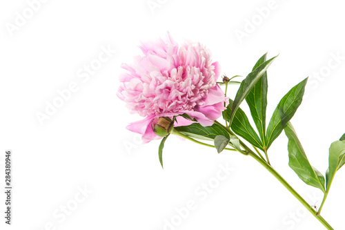bouquet of blooming peonies on white background