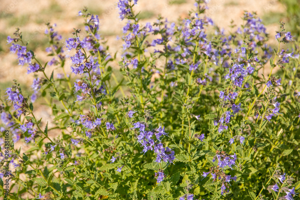 Obraz premium Mongolia, North Central Mongolia, Hustai National Park, flower Corydalis China Blue.