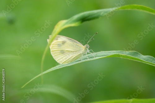 Cabbage White Butterfly on Leaf in Summer