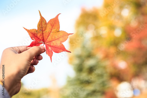 Human hand holding a red autumn maple leaves against the background of a blue sky with white clouds and maple tree.